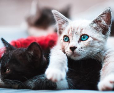 chat-maison