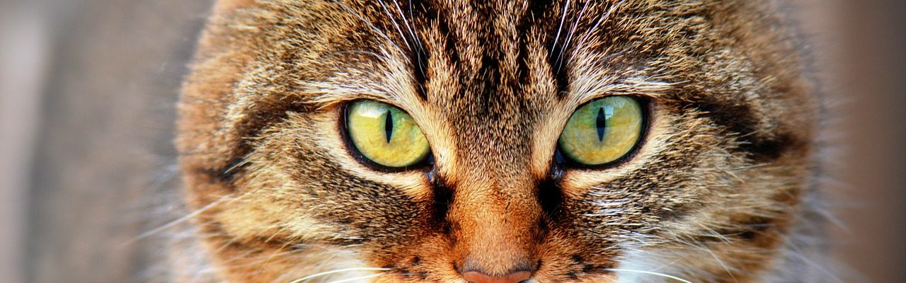 cat-300572_1280