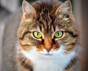 cat-300572_1280