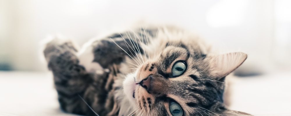 chat malade