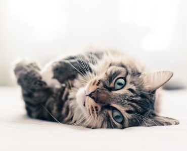chat malade