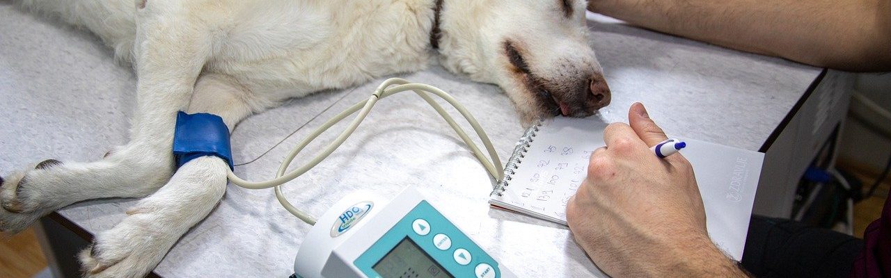 chien malade