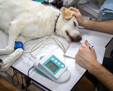 chien malade