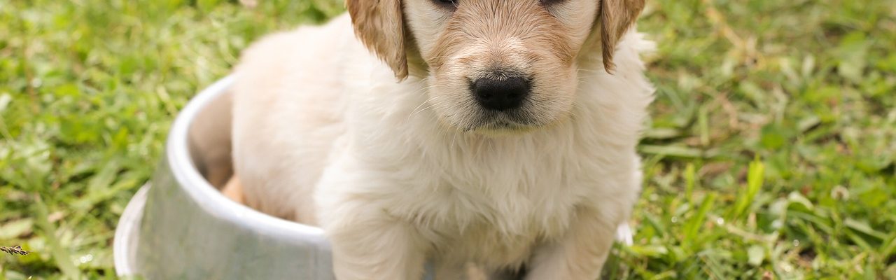 chiot
