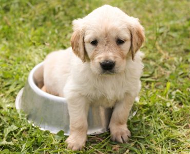 chiot
