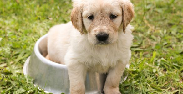 chiot