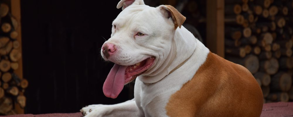 Pitt Bull Terrier