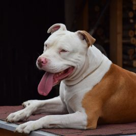 Pitt Bull Terrier