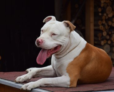 Pitt Bull Terrier