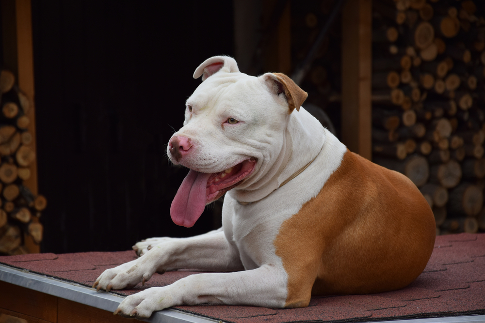 Pitt Bull Terrier