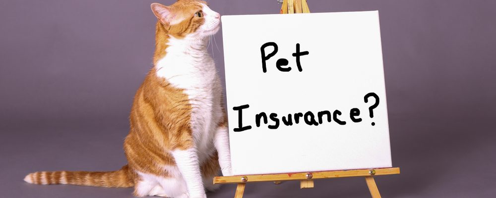 assurance chat
