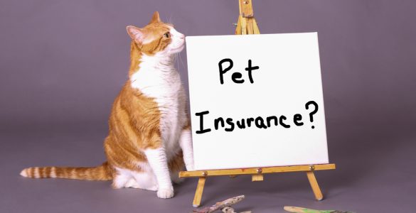 assurance chat