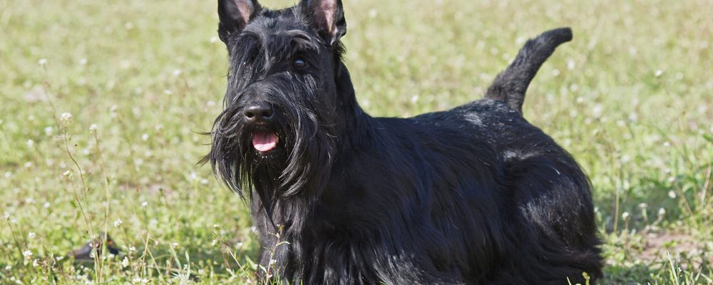 Scottish terrier