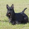 Scottish terrier