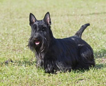 Scottish terrier