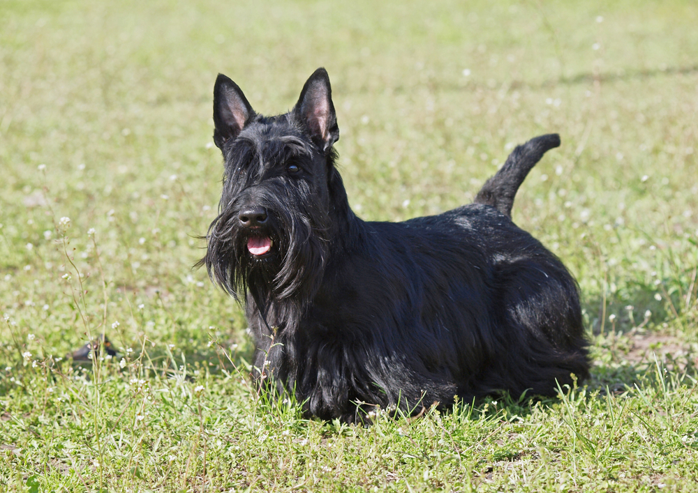 Scottish terrier