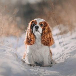 Cavalier King Charles