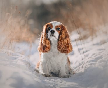 Cavalier King Charles
