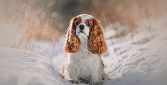 Cavalier King Charles