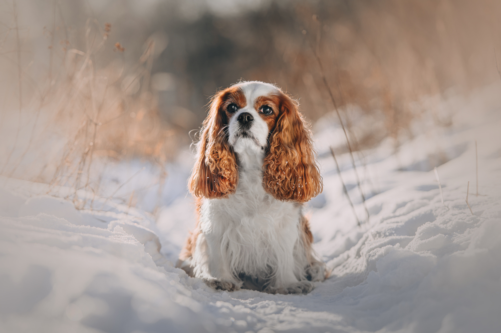 Cavalier King Charles