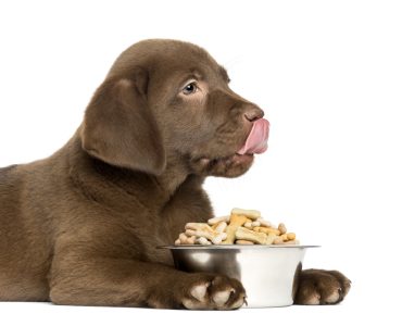 Croquettes Pour Son Chien