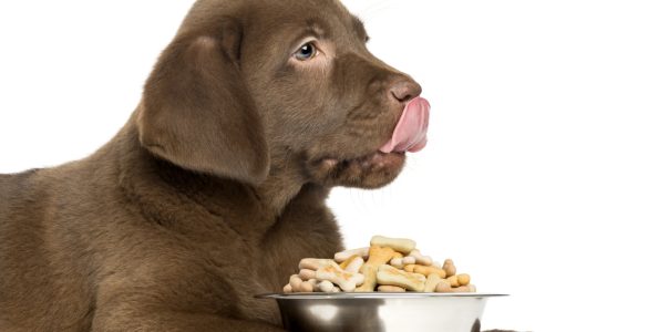 Croquettes Pour Son Chien