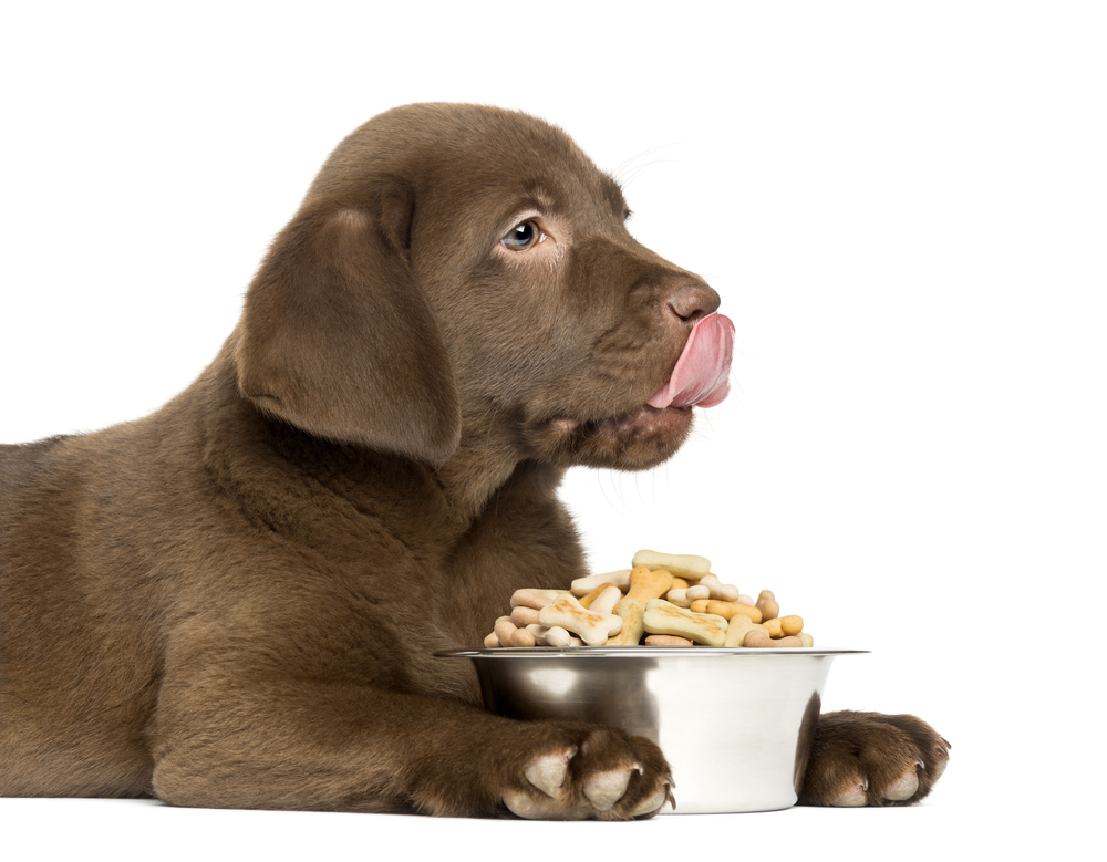 Croquettes Pour Son Chien