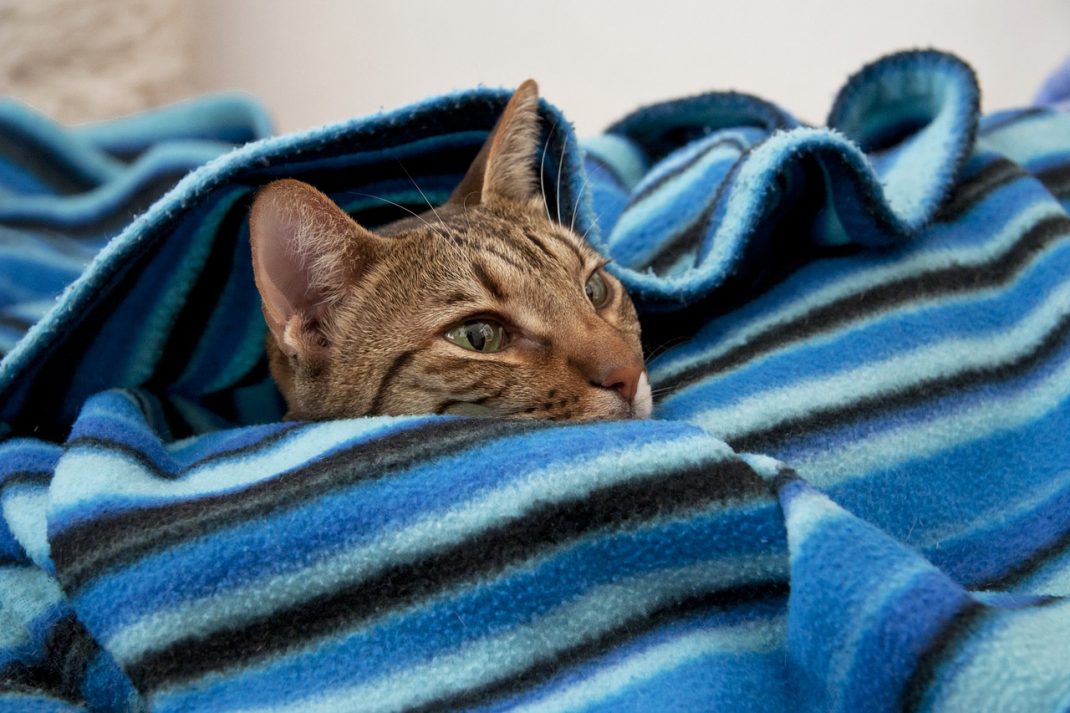 Assurance Pour Chat
