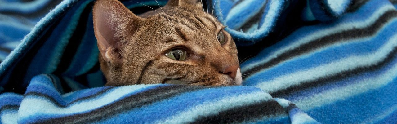 Assurance Pour Chat