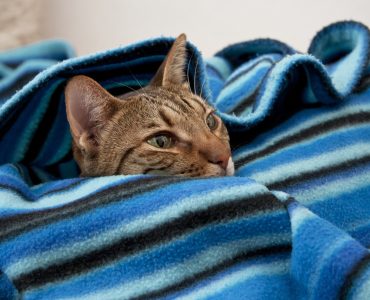 Assurance Pour Chat