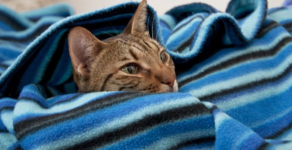 Assurance Pour Chat