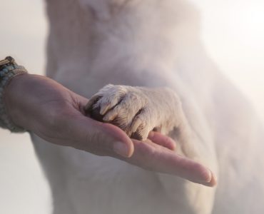 Pattes Des Chiens