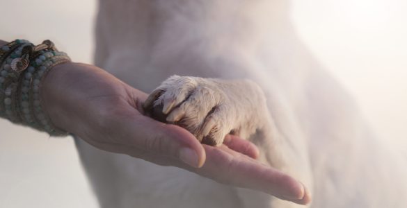 Pattes Des Chiens