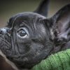 Bouledogue Français