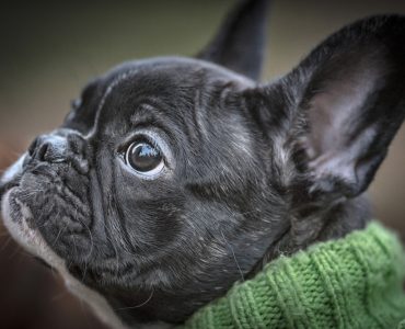 Bouledogue Français