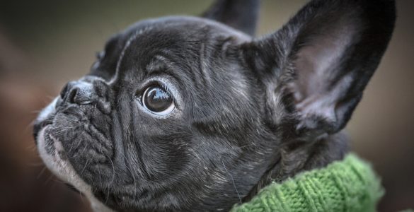Bouledogue Français