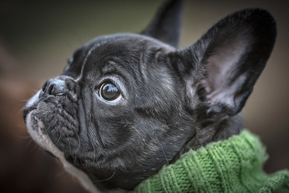 Bouledogue Français