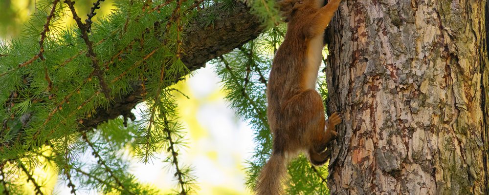 Animaux Sauvages
