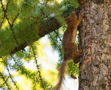 Animaux Sauvages