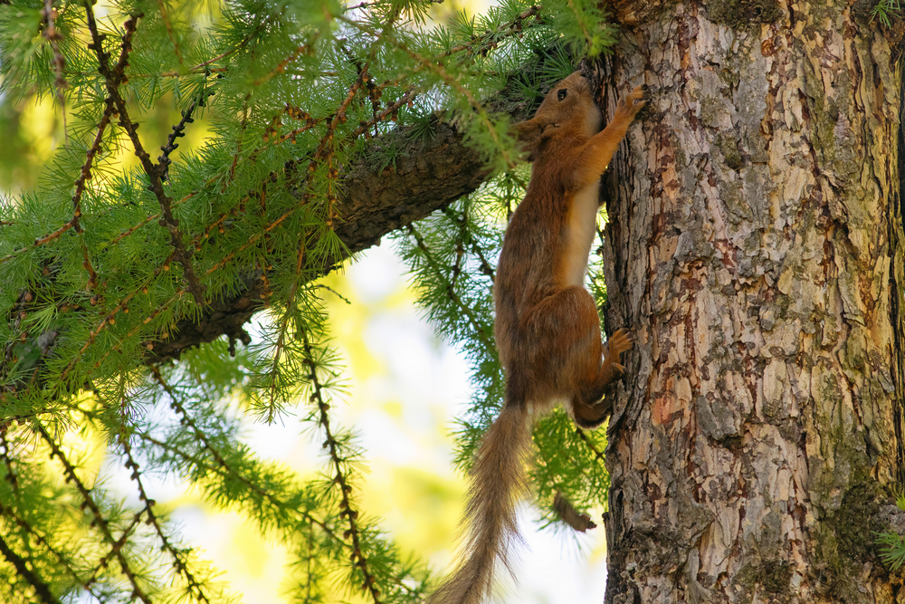 Animaux Sauvages
