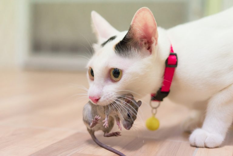 Comprendre pourquoi le chat ne mange pas les proies qu’il capture