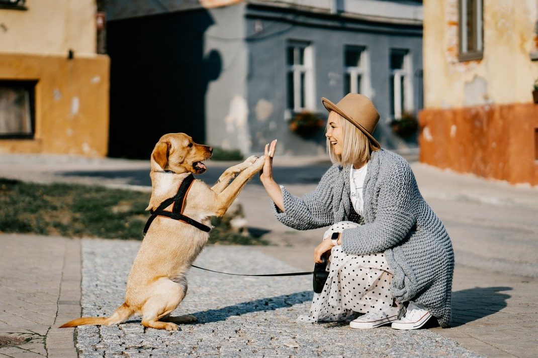 Mutuelle Chien