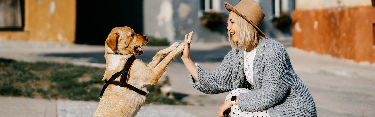 Mutuelle Chien