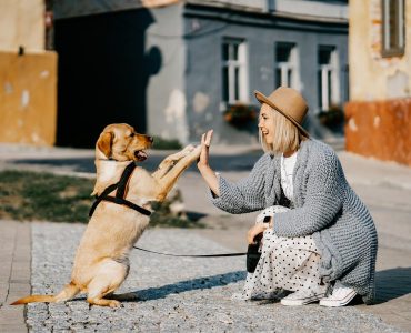 Mutuelle Chien