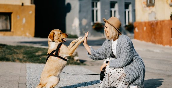 Mutuelle Chien