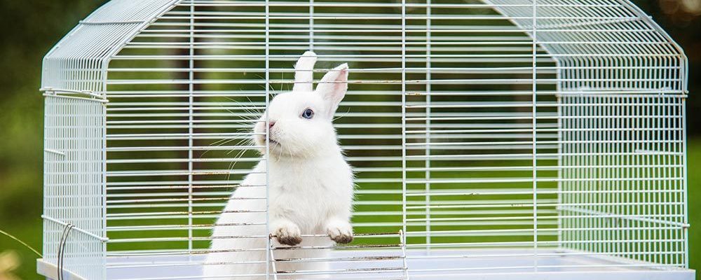 cage pour son lapin