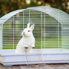 cage pour son lapin