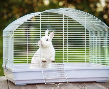 cage pour son lapin