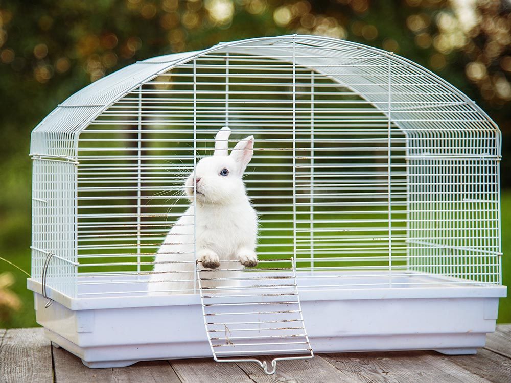 cage pour son lapin