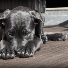 chien appartement